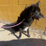 Mischling Sombra de las Nieves, 03/2020, ca. 53 cm