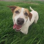 Mischling Spikey, 09/2020, ca. 45 cm