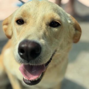 Labrador Mischling Stella, 03/2024, ca. 50 cm