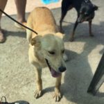 Labrador Mischling Stella, 03/2024, ca. 50 cm
