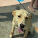 Labrador Mischling Stella, 03/2024, ca. 50 cm