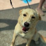 Labrador Mischling Stella, 03/2024, ca. 50 cm
