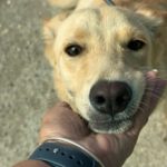 Labrador Mischling Stella, 03/2024, ca. 50 cm
