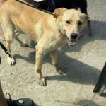 Labrador Mischling Stella, 03/2024, ca. 50 cm