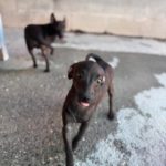 Pinscher Mischling Taffy, 06/2025, Endgröße ca. 30 cm