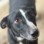 Podenco Bodeguero Mischling Tamora, 08/2017, ca. 40 cm