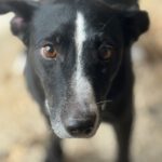 Podenco Bodeguero Mischling Tamora, 08/2017, ca. 40 cm