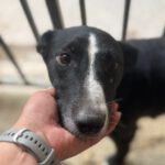 Podenco Bodeguero Mischling Tamora, 08/2017, ca. 40 cm