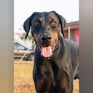 Dobermann Tayson, 01/2023, ca. 70 cm