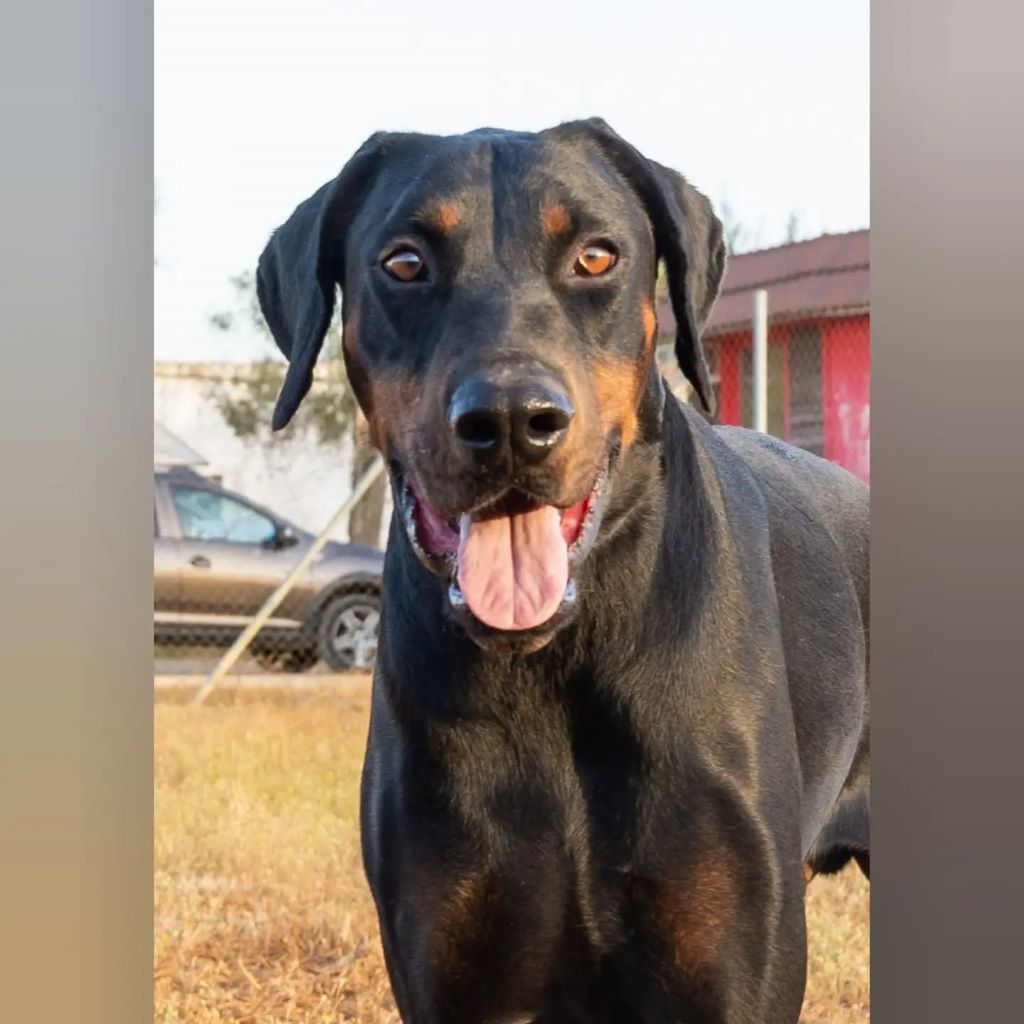 Dobermann Tayson, 01/2023, ca. 70 cm