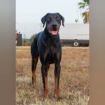 Dobermann Tayson, 01/2023, ca. 70 cm