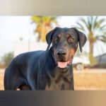 Dobermann Tayson, 01/2023, ca. 70 cm