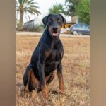 Dobermann Tayson, 01/2023, ca. 70 cm