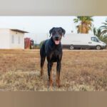 Dobermann Tayson, 01/2023, ca. 70 cm