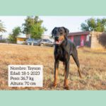 Dobermann Tayson, 01/2023, ca. 70 cm