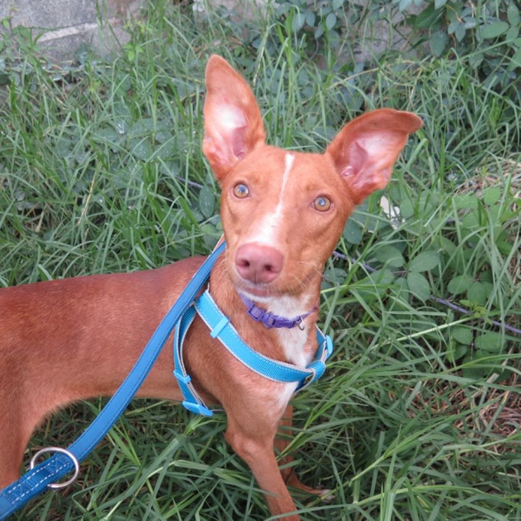 Podenco Tirico, 08/2024, ca. 45 cm