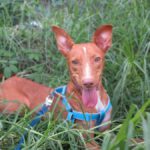 Podenco Tirico, 08/2024, ca. 45 cm
