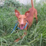 Podenco Tirico, 08/2024, ca. 45 cm