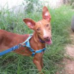 Podenco Tirico, 08/2024, ca. 45 cm