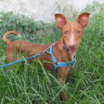 Podenco Tirico, 08/2024, ca. 45 cm