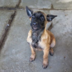 Malinois Mischling Titan, 05/2025, Endgröße ca. 65 cm