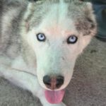 Husky Mischling Titan, 10/2022, ca. 60 cm