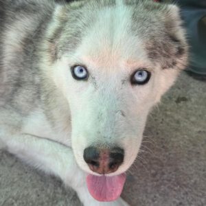 Husky Mischling Titan, 10/2022, ca. 60 cm
