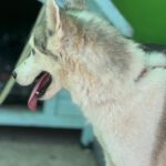 Husky Mischling Titan, 10/2022, ca. 60 cm