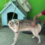 Husky Mischling Titan, 10/2022, ca. 60 cm