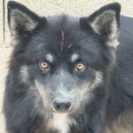 Pomsky Tokio, 09/2024, ca. 40 cm