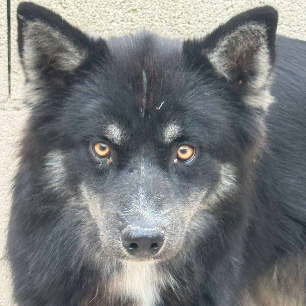 Pomsky Tokio, 09/2024, ca. 40 cm