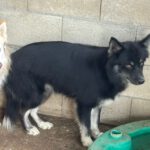 Pomsky Tokio, 09/2024, ca. 40 cm