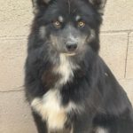 Pomsky Tokio, 09/2024, ca. 40 cm