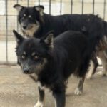 Pomsky Tokio, 09/2024, ca. 40 cm