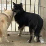 Pomsky Tokio, 09/2024, ca. 40 cm