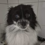 Pomeranian Torito, 10/2023, ca. 27 cm