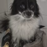 Pomeranian Torito, 10/2023, ca. 27 cm
