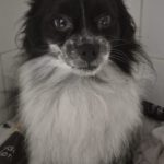 Pomeranian Torito, 10/2023, ca. 27 cm