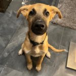 Malinois Mischling Tristan,04/2025, Endgröße ca. 45- 50 cm,16727 Oberkrämer