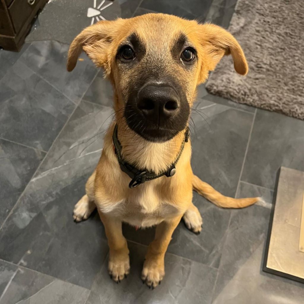 Malinois Mischling Tristan,04/2025, Endgröße ca. 45- 50 cm,16727 Oberkrämer