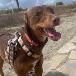 Podenco Tronco, 03/2023 ca. 40 cm