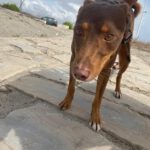 Podenco Tronco, 03/2023 ca. 40 cm