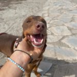 Podenco Tronco, 03/2023 ca. 40 cm