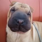 Shar Pei Trueno, 03/2024, ca. 48 cm, 16761 Henningsdorf