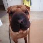 Shar Pei Trueno, 03/2024, ca. 48 cm, 16761 Henningsdorf