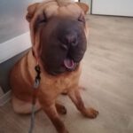 Shar Pei Trueno, 03/2024, ca. 48 cm, 16761 Henningsdorf