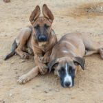 Malinois Mischling Trueno, 06/2025, Endgröße ca. 60 cm