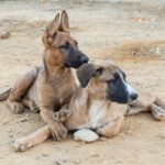 Malinois Mischling Trueno, 06/2025, Endgröße ca. 60 cm