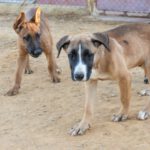 Malinois Mischling Trueno, 06/2025, Endgröße ca. 60 cm
