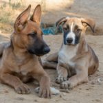 Malinois Mischling Trueno, 06/2025, Endgröße ca. 60 cm